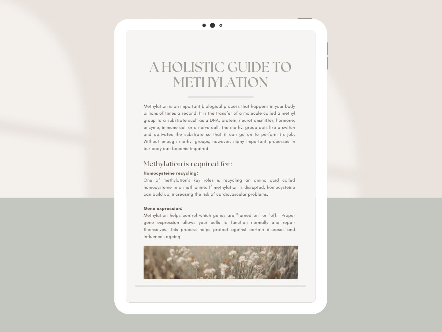 MTHFR mutation and methylation support booklet for naturopaths and dietitians