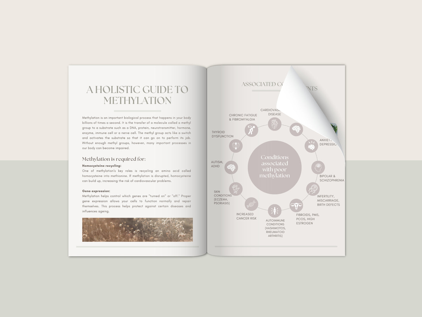 Methylation/MTHFR patient booklet for naturopaths and functional medicine practitioners